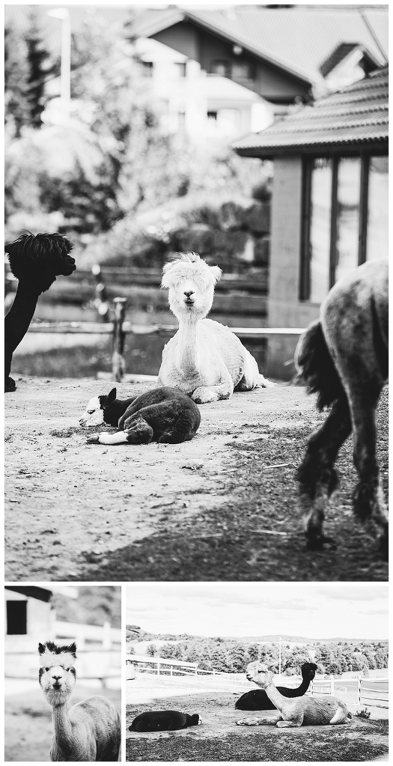 hochzeitsreportage stuttgart