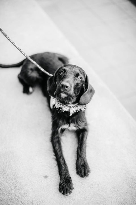 hund an der hochzeit